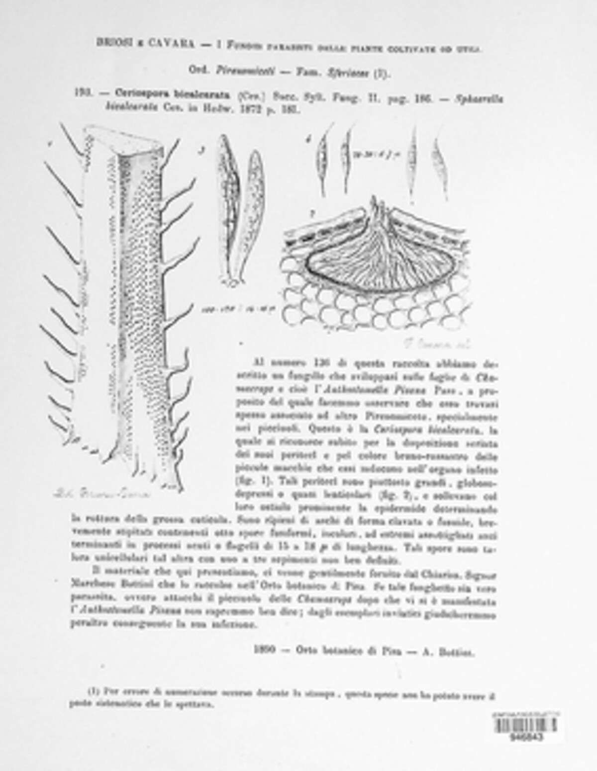 Frondispora bicalcarata image